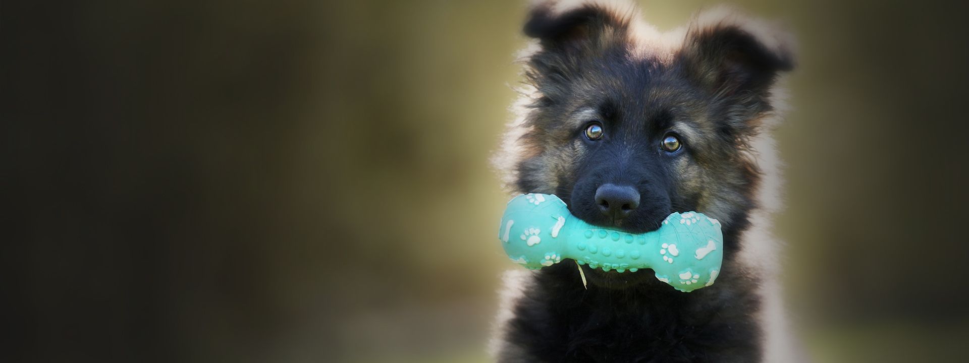 adorable puppy holding a toy