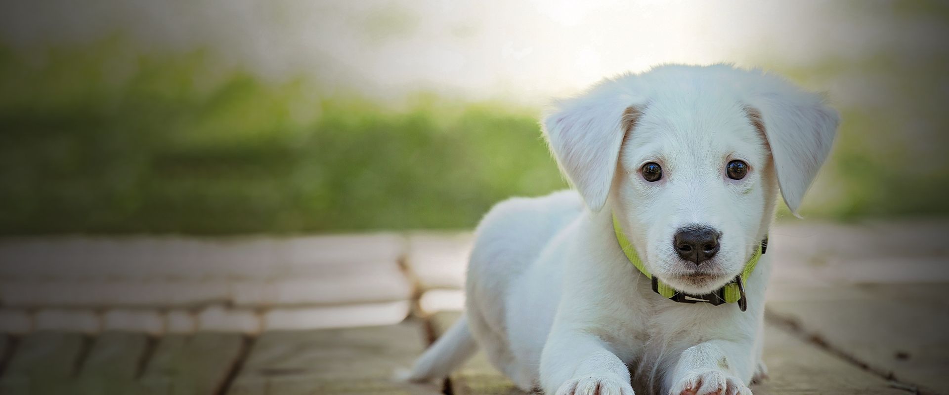 white puppy lying down on the ground