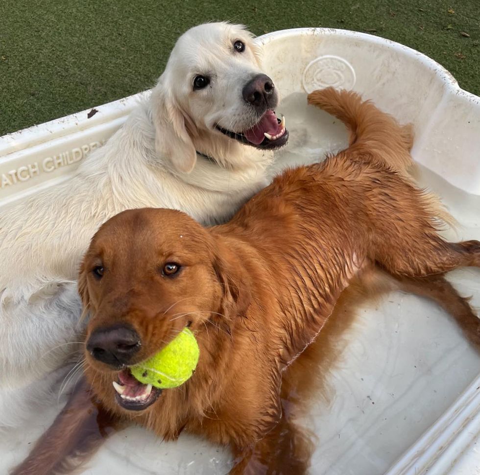golden retriever dogs resting in a dog pool at bark hotel