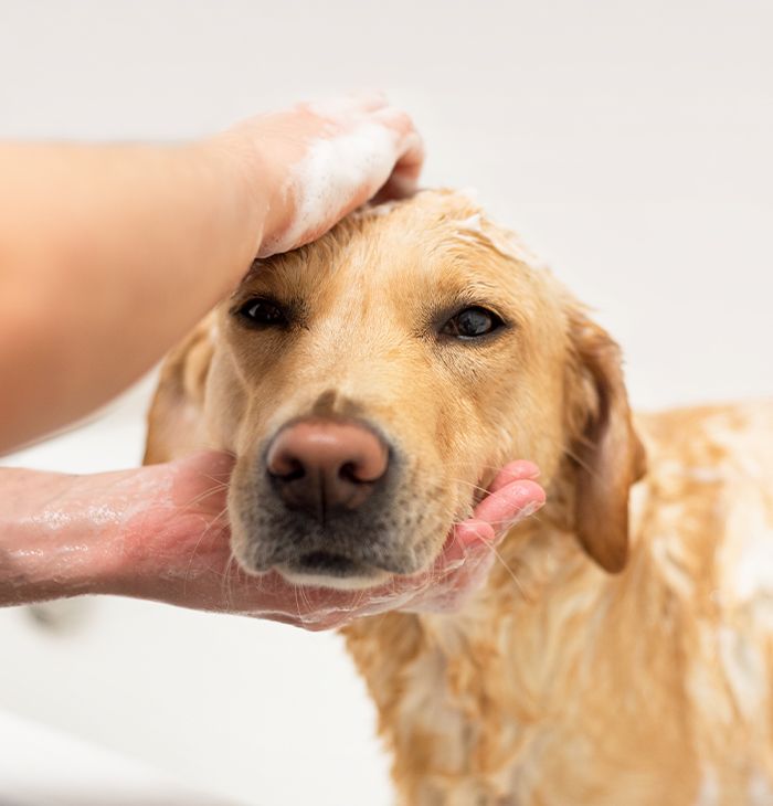 golden retriever dog being bathed