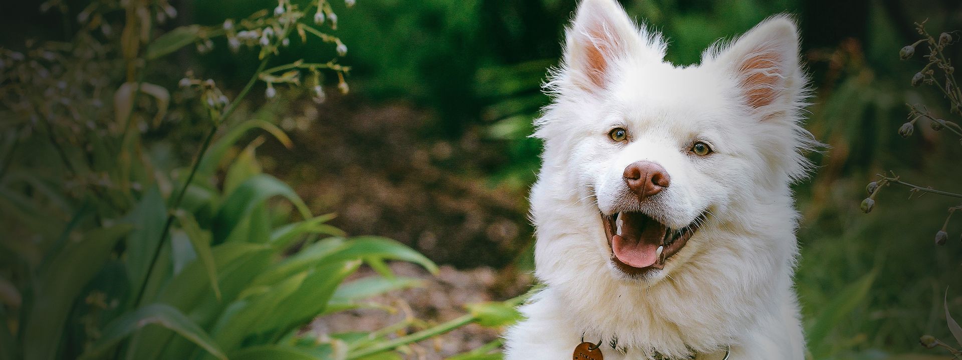 smiling white furry dog